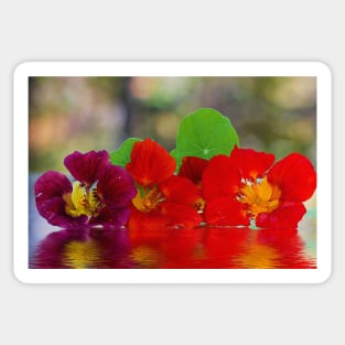 Three Nasturtiums Sticker